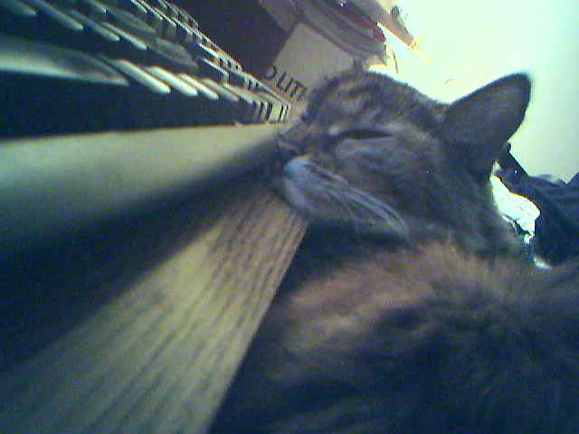 Relaxing at the keyboard