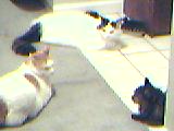 Last picture of Abby, with Sniper (top) and Amber, October 24, 2006